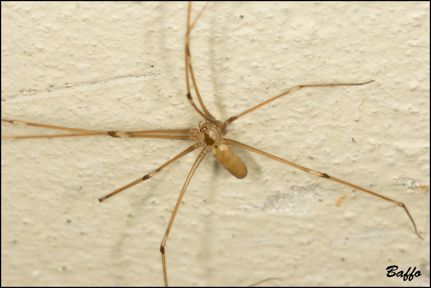 Pholcus phalangioides